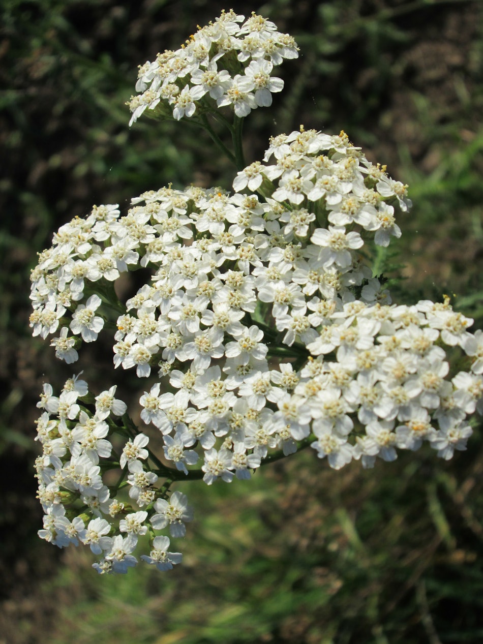 Placeholder for Achillea millefolium