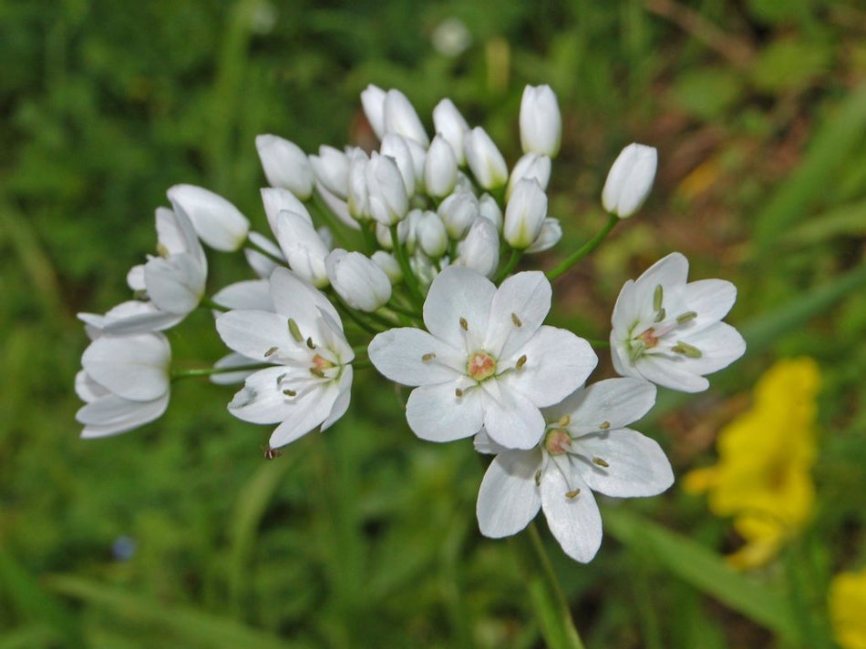 Placeholder for Allium neapolitanum