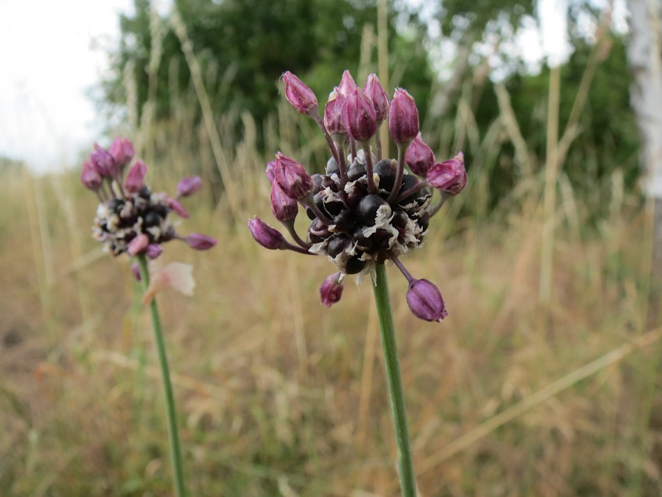 Placeholder for Allium vineale