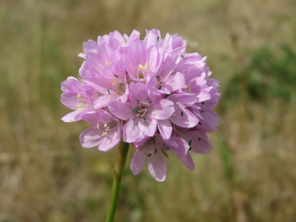 Placeholder for Armeria maritima