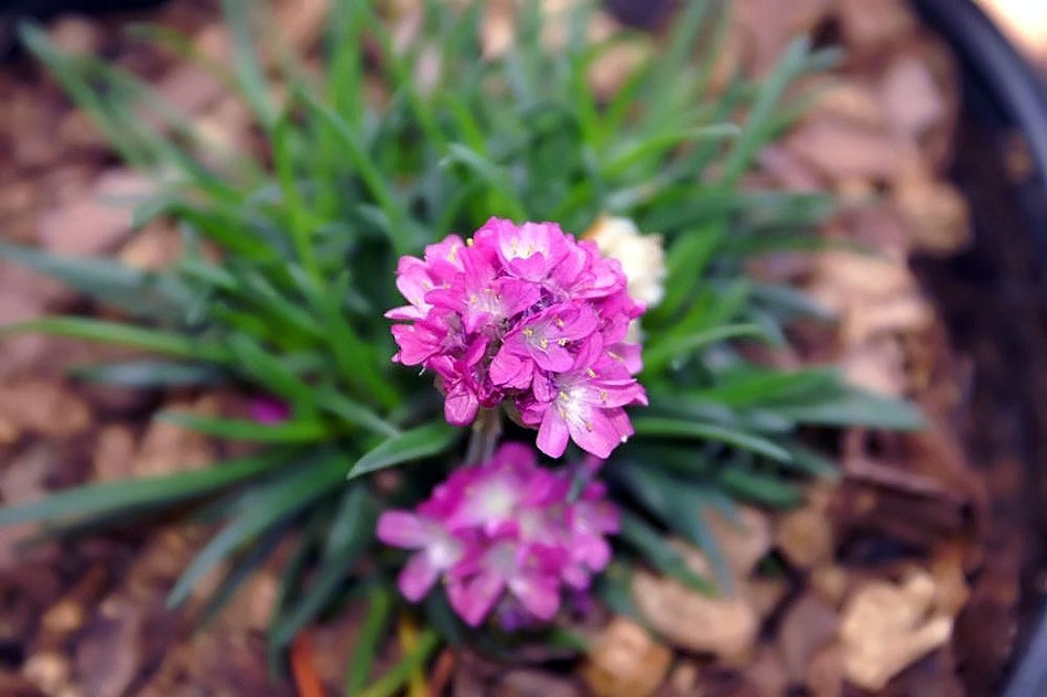 Placeholder for Armeria maritima Düsseldorfer Stolz