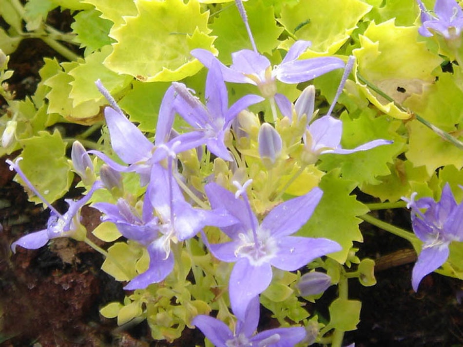 Placeholder for Campanula Dicksons Gold