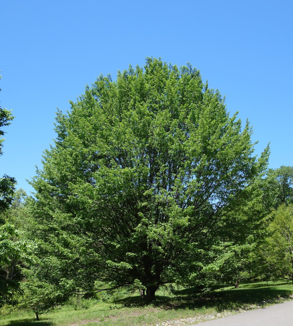 Placeholder for Carpinus betulus