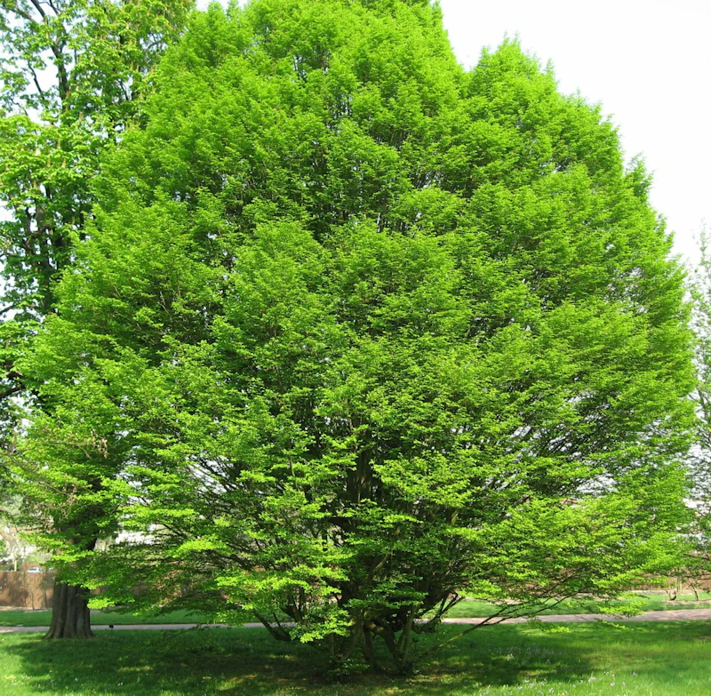 Carpinus betulus Fastigiata