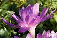 Placeholder for Colchicum waterlily