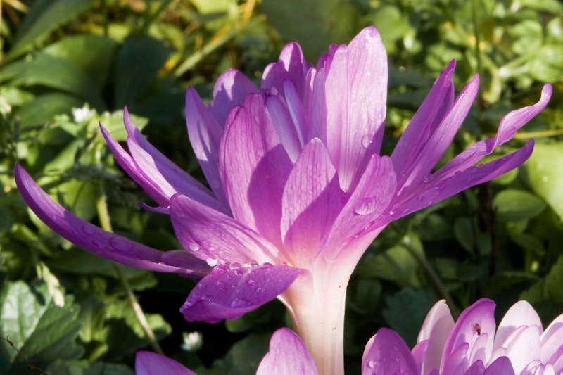 Colchicum waterlily