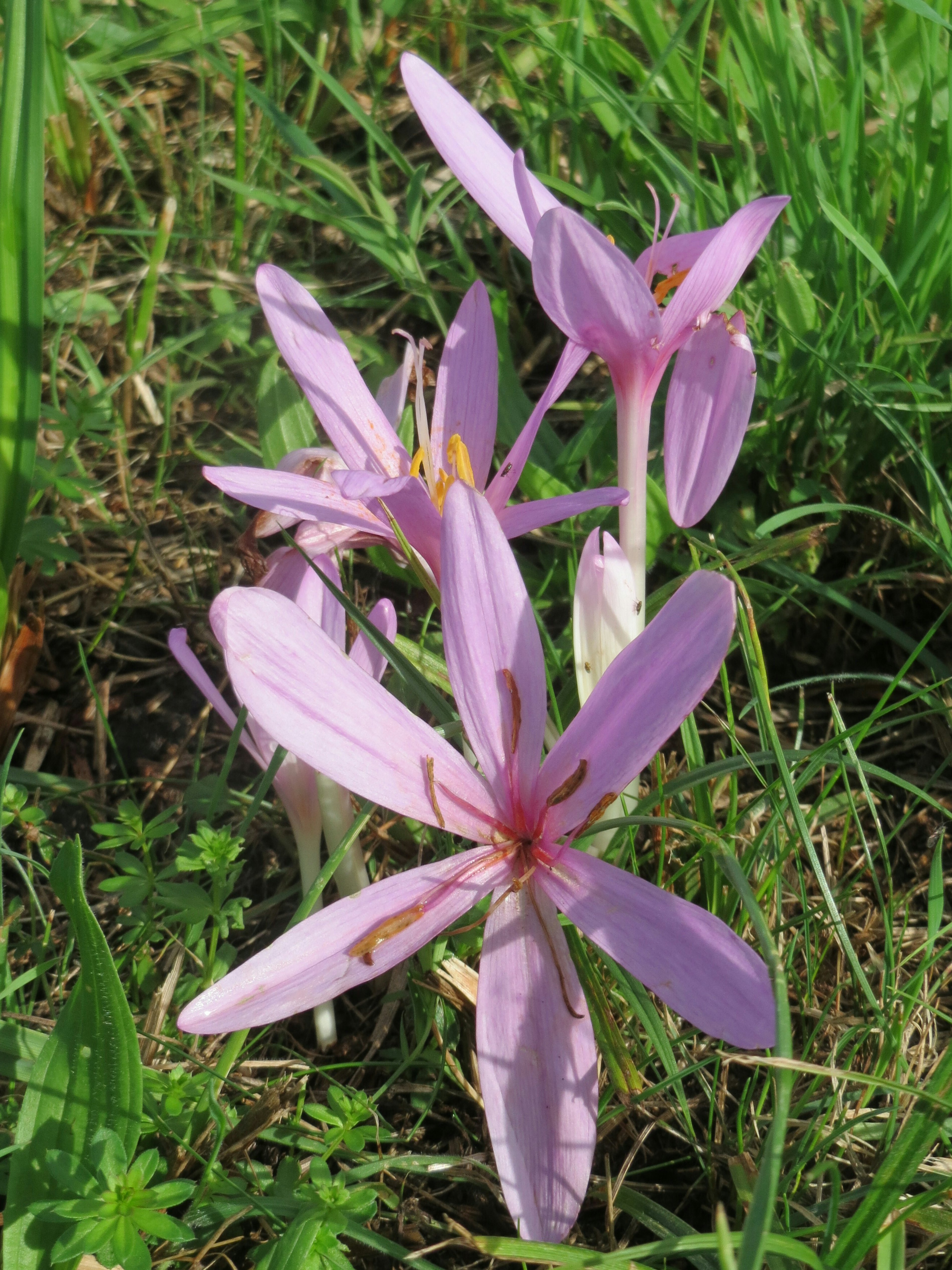 Colchicum autumnale