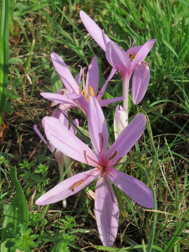 Colchicum autumnale
