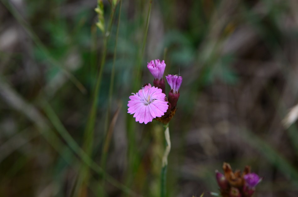 Placeholder for Dianthus carthusianorum