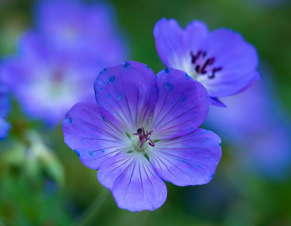 Placeholder for Geranium Rozanne