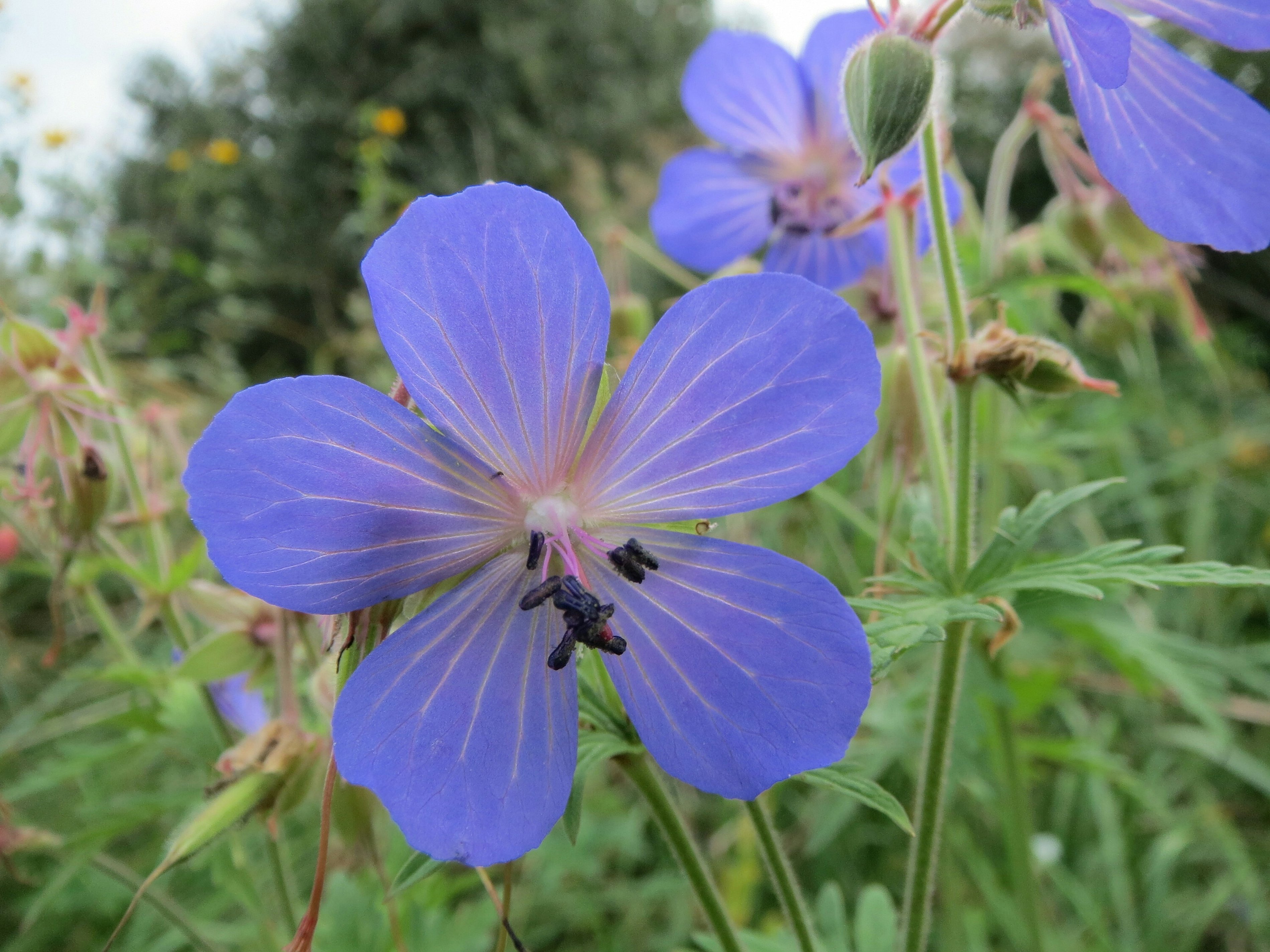 Geranium pratense