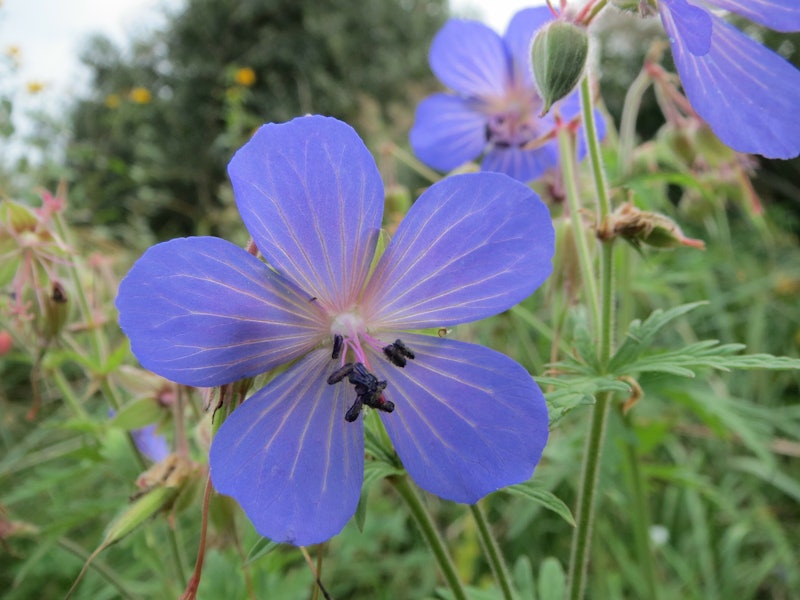 Geranium pratense