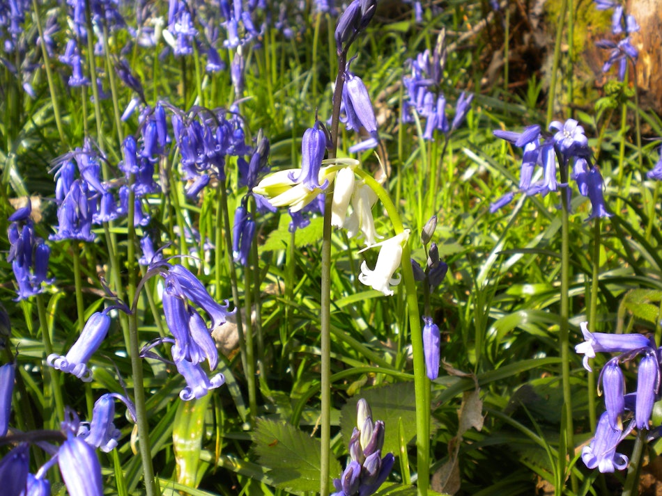 Placeholder for Hyacinthoides non scripta