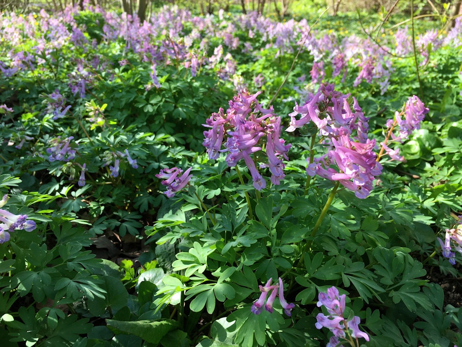 Placeholder for Kruidlaag gedomineerd door Corydalis solida