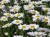Placeholder for Leucanthemum vulgare