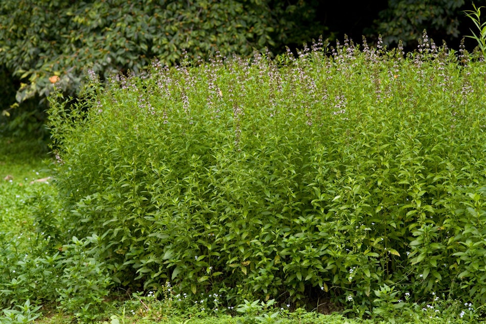 Placeholder for Mentha piperita