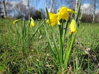 Placeholder for Narcissus pseudonarcissus subsp pseudonarcissus