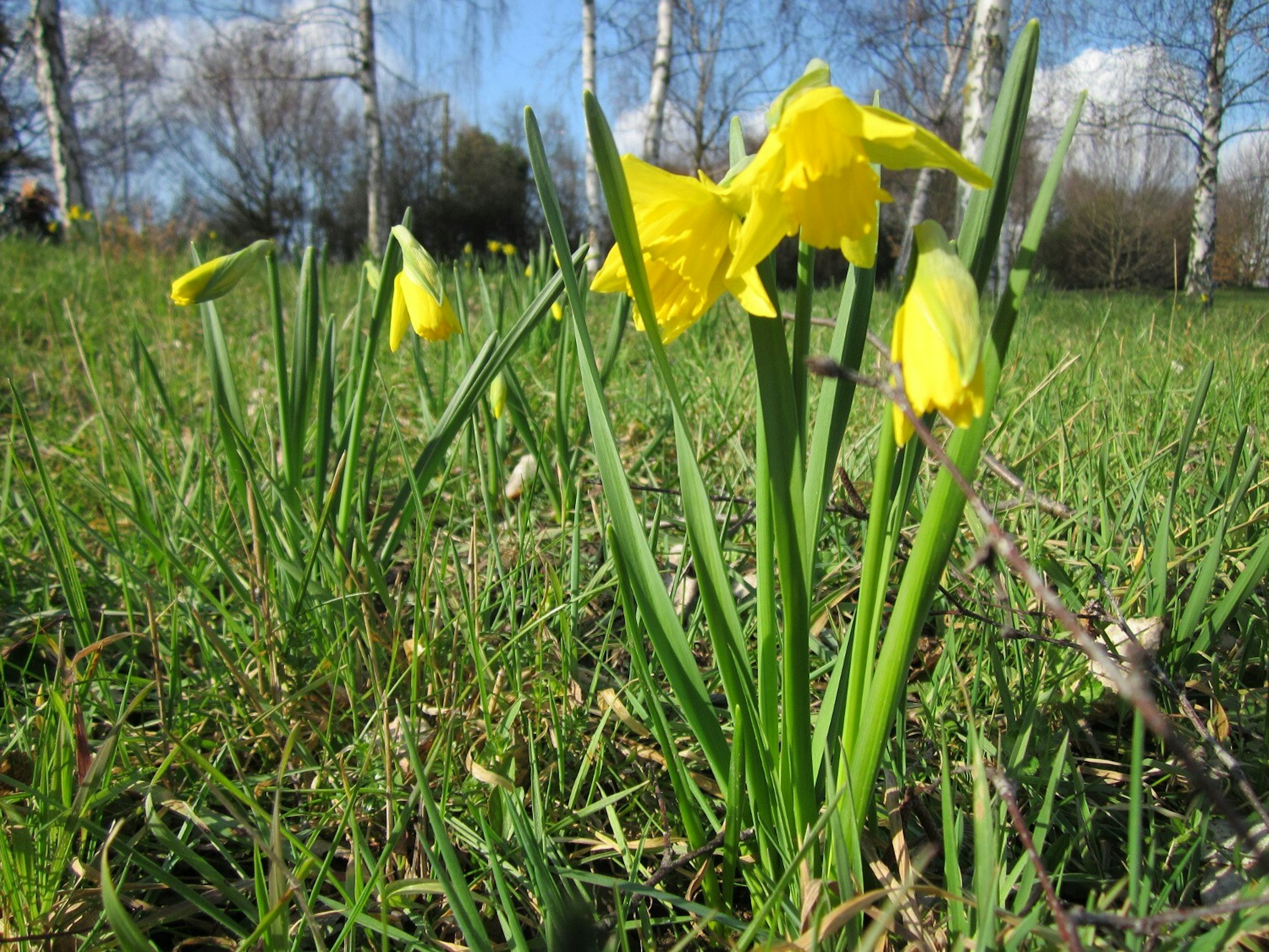 Narcissus pseudonarcissus subsp pseudonarcissus