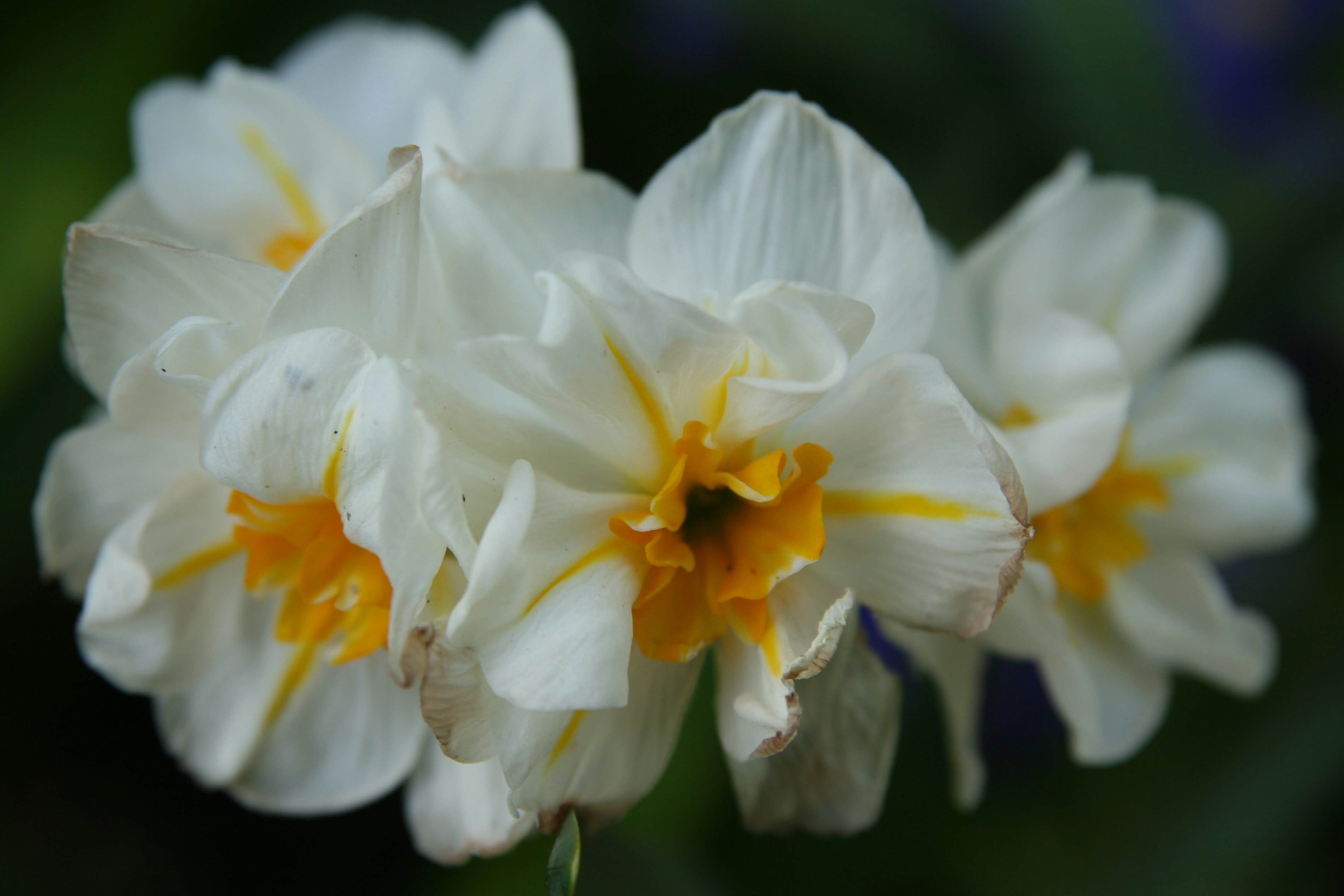Narcissus Sir Winston Churchill 2zz