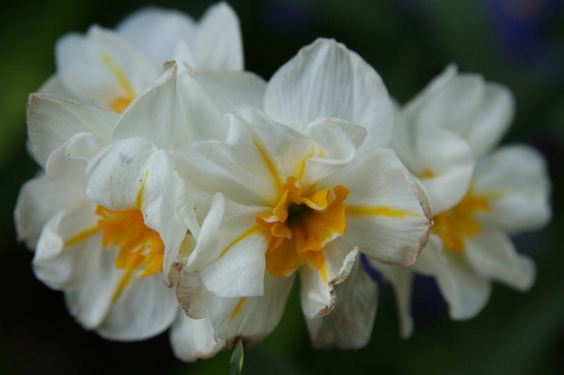 Narcissus Sir Winston Churchill 2zz