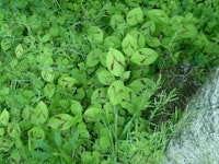 Placeholder for Persicaria filiformis