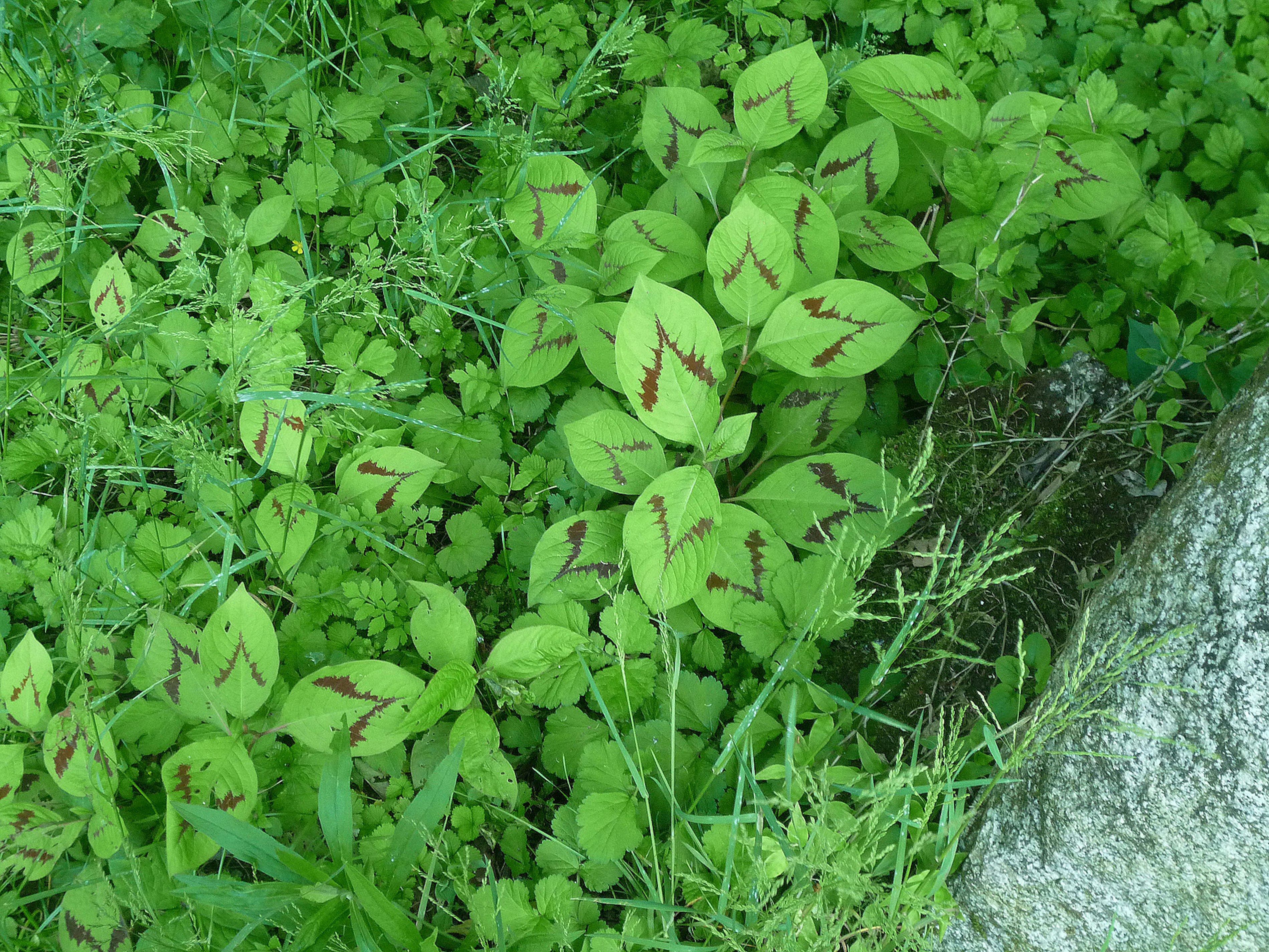 Persicaria filiformis