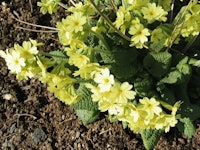 Placeholder for Primula elatior