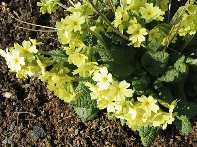 Primula elatior