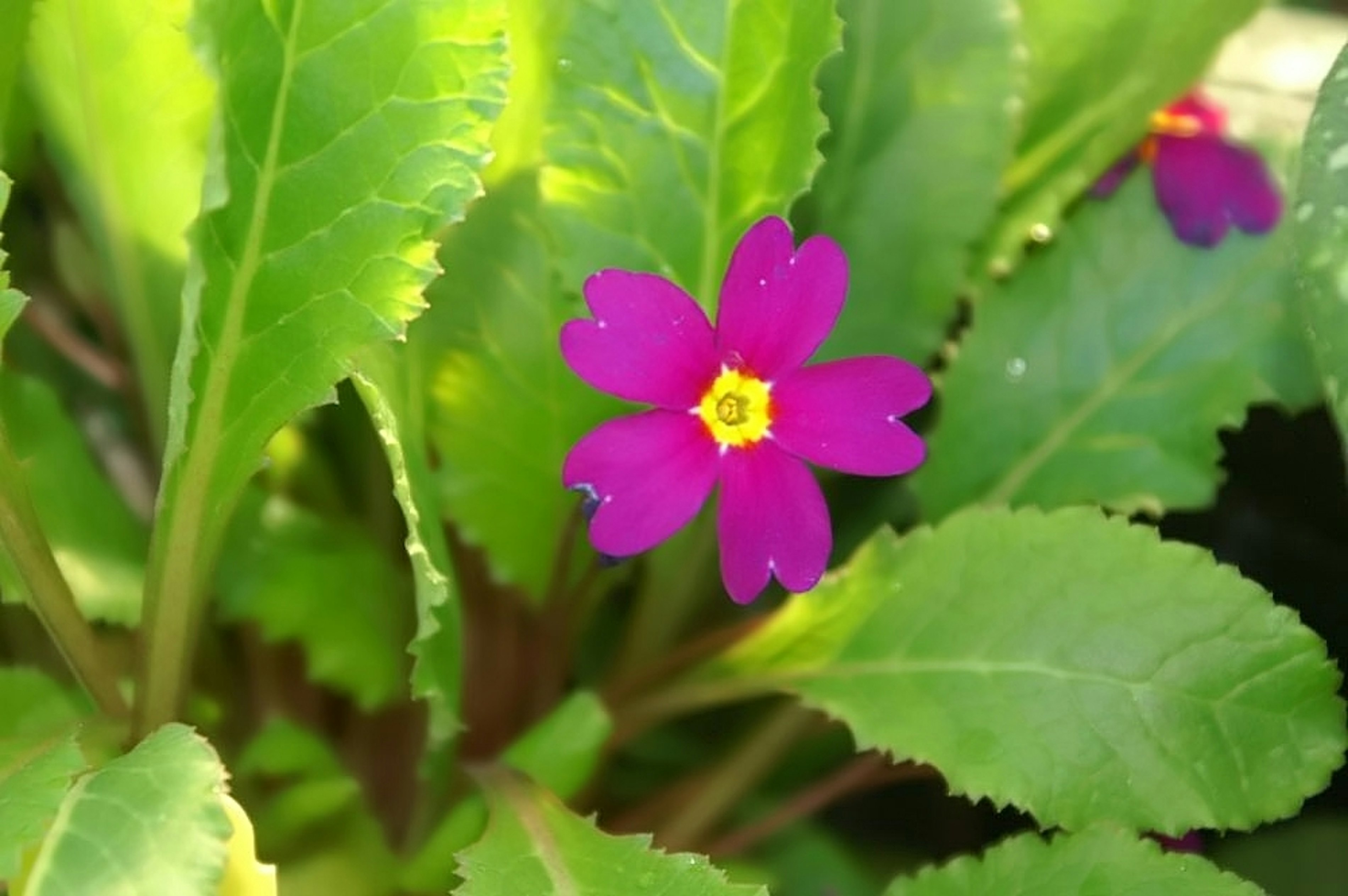 Primula juliae Wanda