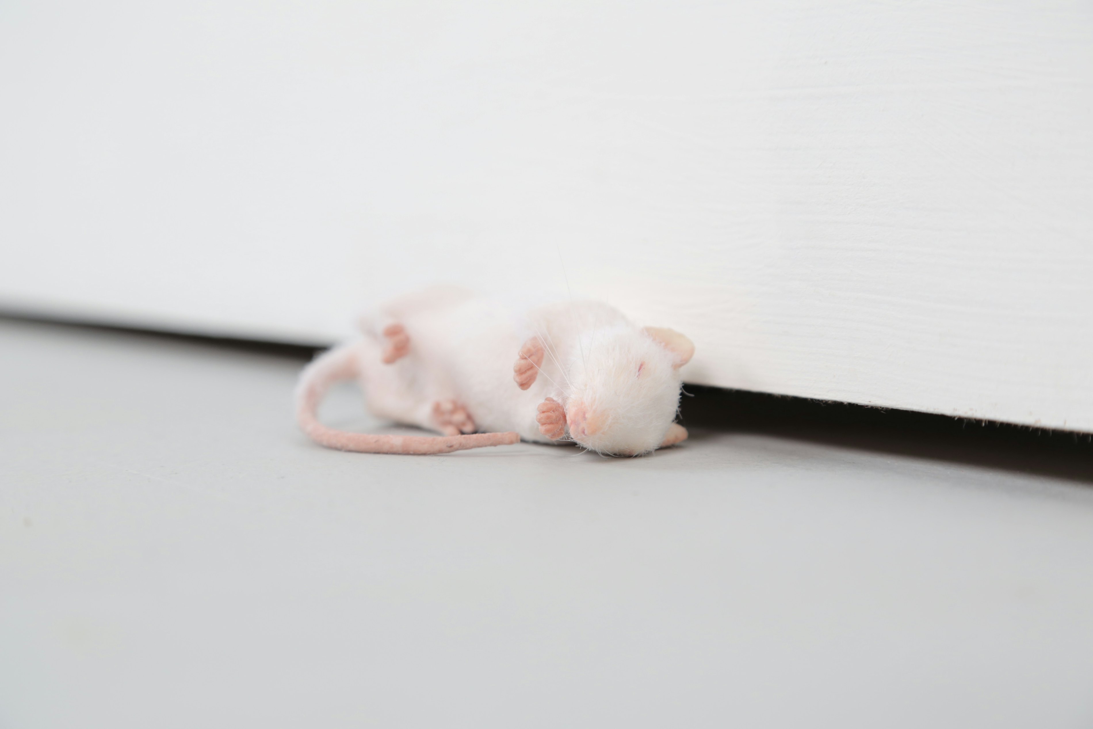 Ryan Gander Take confidence in your abilities 2019 Ryan Gander Courtesy Lisson Gallery