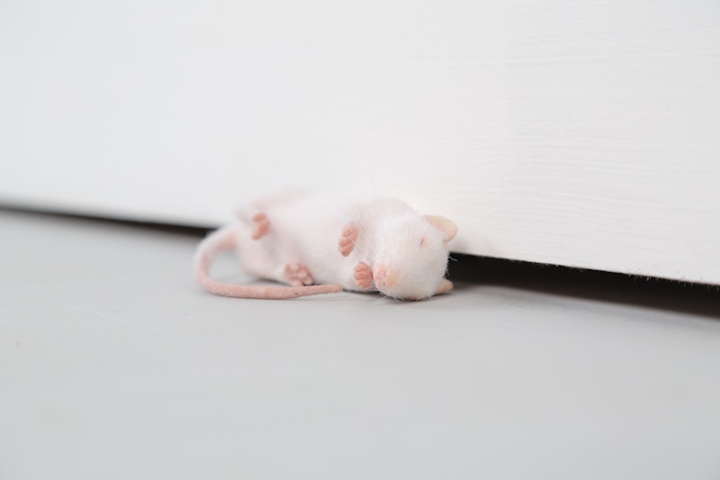 Ryan Gander Take confidence in your abilities 2019 Ryan Gander Courtesy Lisson Gallery