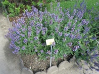 Placeholder for Salvia officinalis