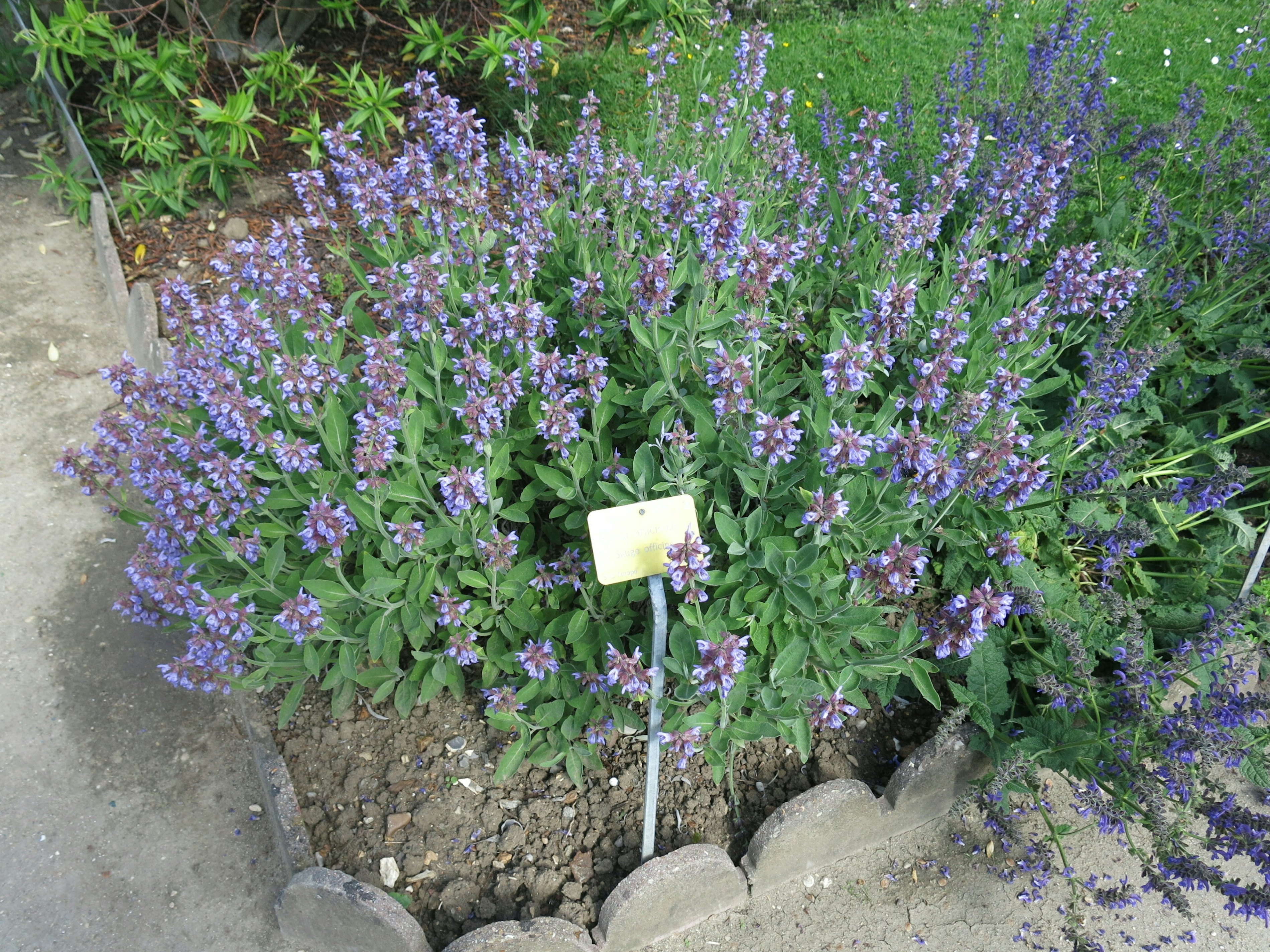 Salvia officinalis