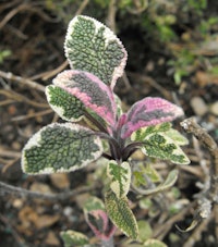 Placeholder for Salviaofficinalis tricolor
