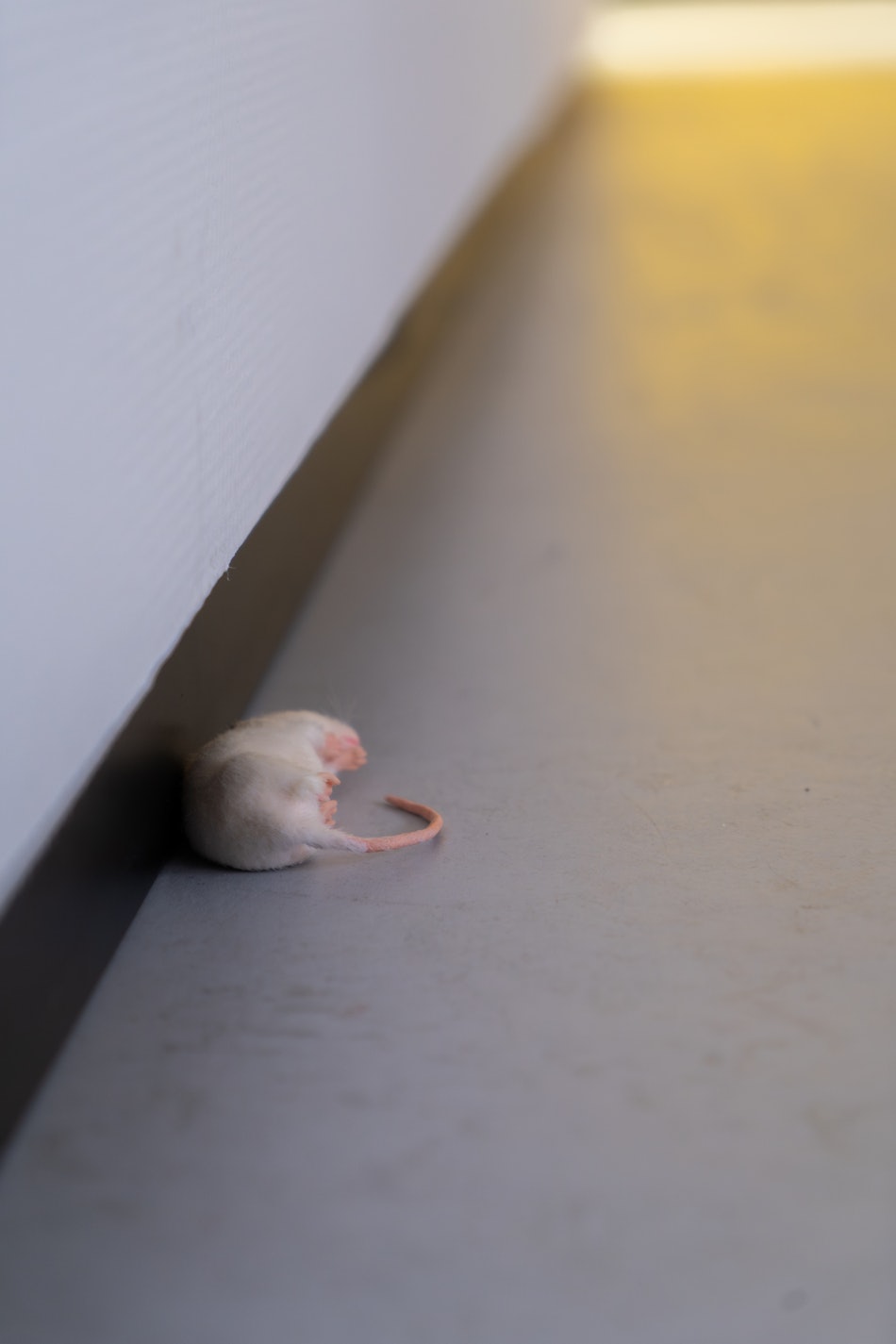 Placeholder for VBVD2025 Not A Joke Preview 003