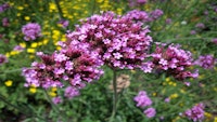 Placeholder for Verbena bonariensis