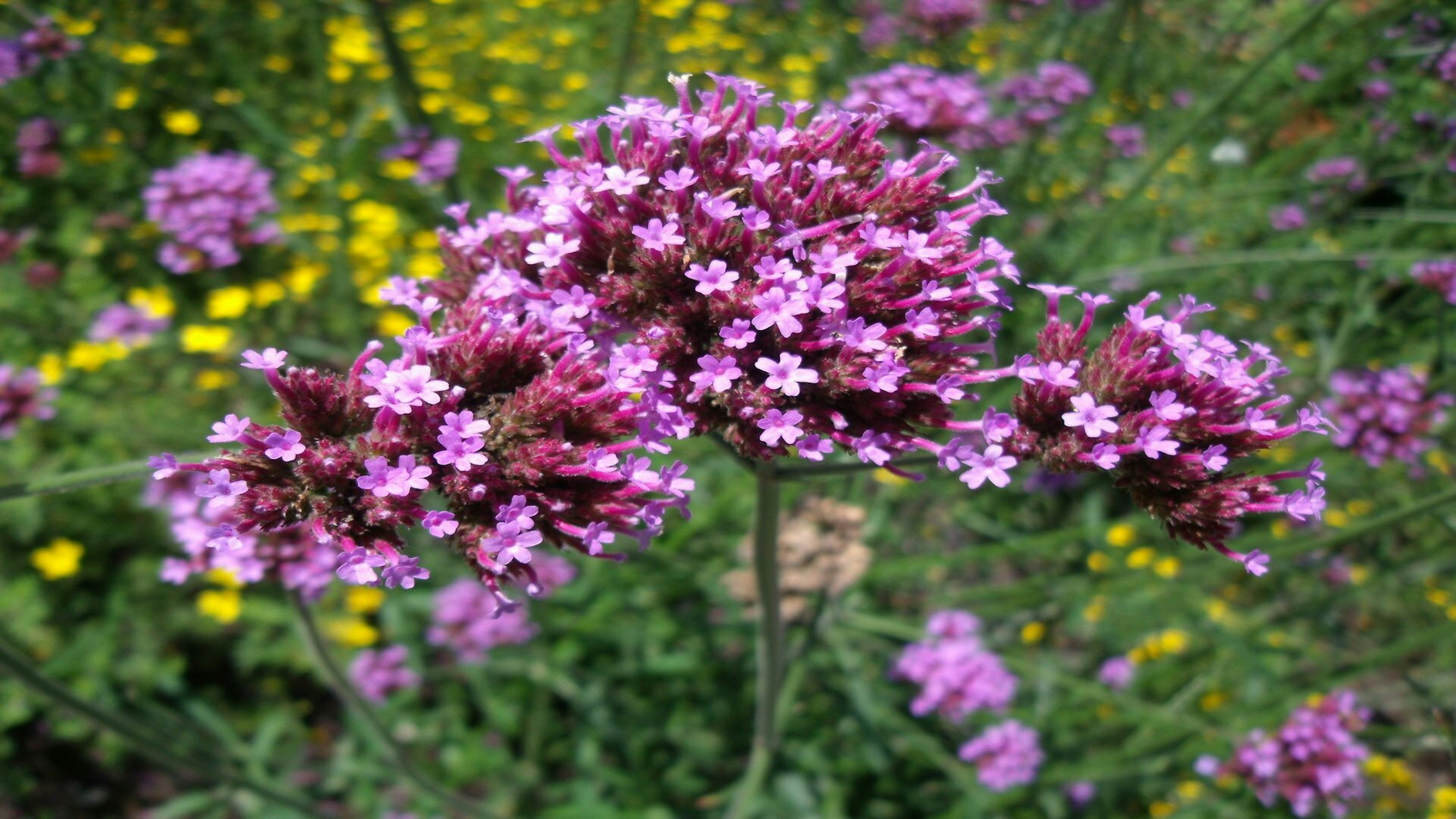 Verbena bonariensis