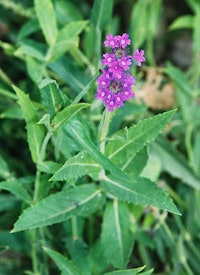 Placeholder for Verbena rigida Venosa